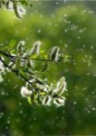 Pollen Allergy