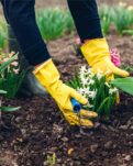 Spring Gardening