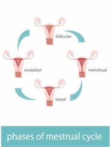 Phases Of Cycles Port