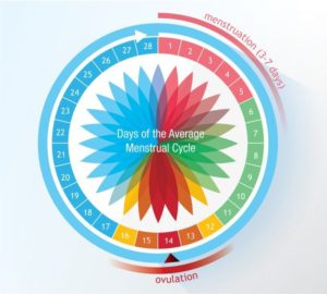 4 Phases Of A Menstrual Cycle